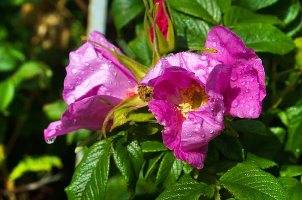 wild rose Bush blooms a crimson rose, blooming rose, rose rose,