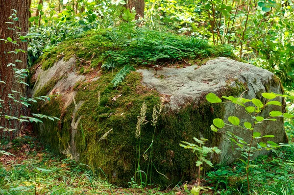Una Enorme Piedra Cubierta Líquenes Verdes Bosque Gran Roca Vieja — Foto de Stock