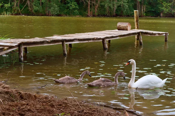 the swans on the lake with a bridge, swans came on shore, water birds in natural conditions