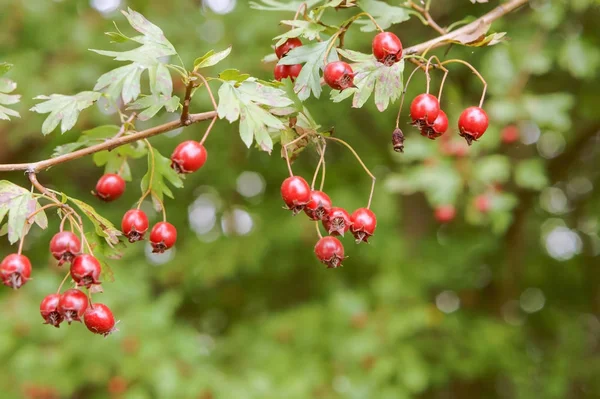 red medicinal hawthorn berries, ripe red hawthorn berries