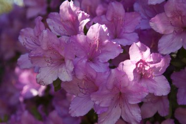 Çiçekli mor açelya