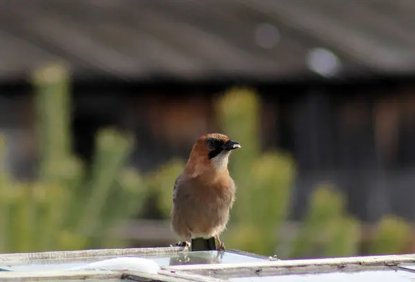 Beautiful jay bird — Stock Photo, Image