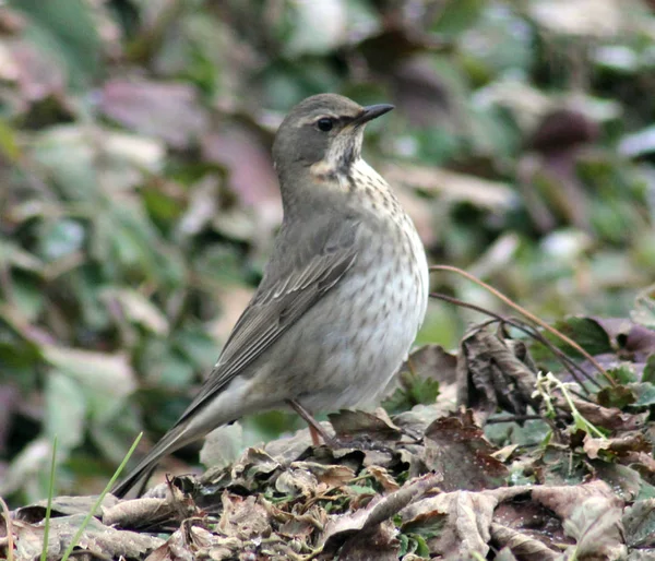 Grzybica Belobrova Songbird — Zdjęcie stockowe