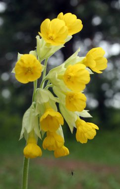 Bahar sarı kır çiçeği