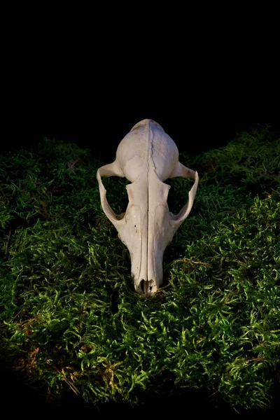Halloween crânio animal no musgo verde da floresta . — Fotografia de Stock
