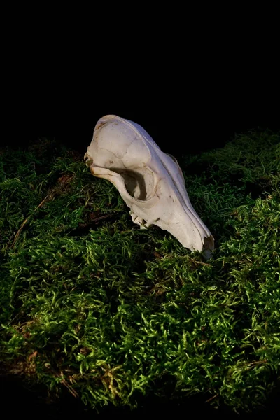 Halloween animal skull on green forest moss.