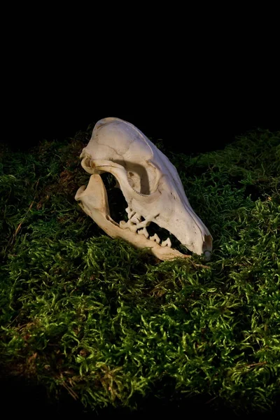 Halloween crânio animal no musgo verde da floresta . — Fotografia de Stock