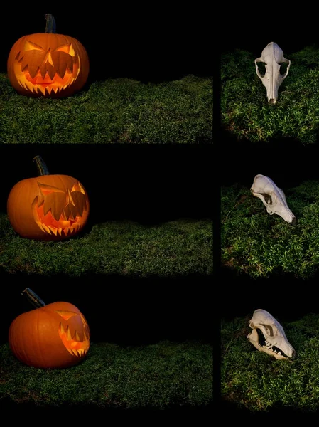 Halloween luces de calabaza de miedo desde el interior y el cráneo de animales en un —  Fotos de Stock