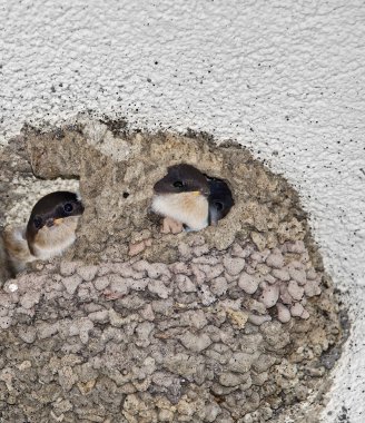 Kırlangıçlar ile orta küçük kuşlar yuva.