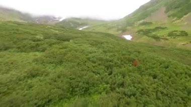 Havadan görünümü Kamçatka. Orman ve nehir üzerinde uçan. Dağlarda Creek