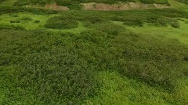 Yeşil ağaçlar ve çim üzerinde uçan.