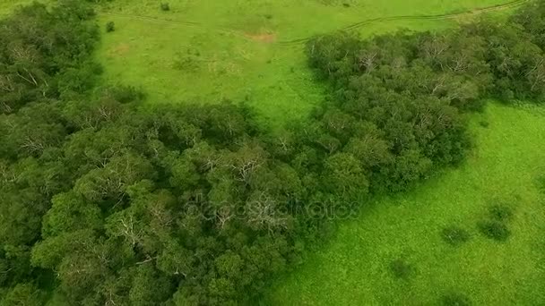 Fliegen über den Wald. Wilder Wald. Kamtschatka — Stockvideo