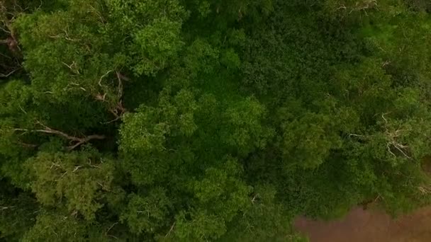 Repül át az erdő. helikopter repül át a fák — Stock videók