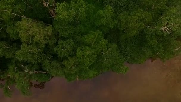 Vliegen over het bos. helikopter vliegt over de bomen Kamtsjatka. 2Instellen — Stockvideo