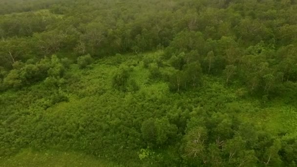 落葉広葉樹林の空中ショットは。フライング湖. — ストック動画