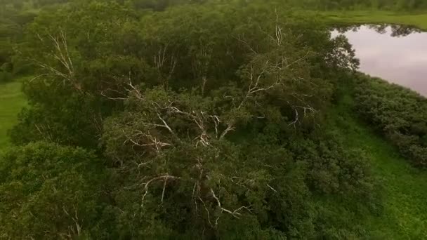 Abedul. Árbol. Filmación en la parte superior del árbol — Vídeo de stock