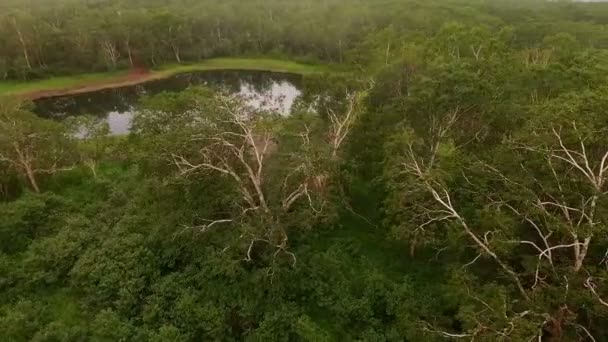 Birke. Baum. Filmaufnahmen mit Quadrocoptern — Stockvideo