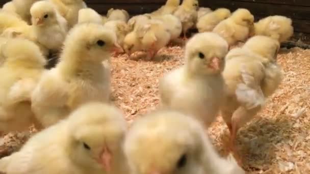 Pollo loco. Muchos pollos amarillos lindos vivos en el gallinero — Vídeo de stock