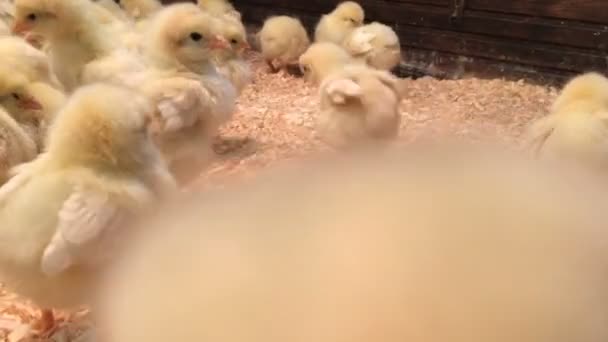 Malé kuře útok fotoaparát v kurníku. Mnoho roztomilé kuřat bojovat s fotoaparátem