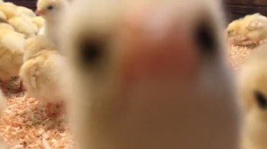 Çok sevimli tavuk kamera ve yüksek sesle cıvıldamak çevresinde yürüyüş. Intro