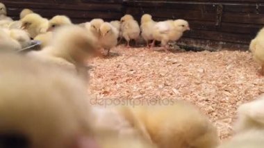 Kümeste yanıp sönen ve küçük sarı tavuk duran