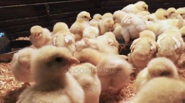 Tavuk çiftliği. Kafes içinde closeup piliçler. Hafif kahverengi talaş tavuğa kadar kapatın