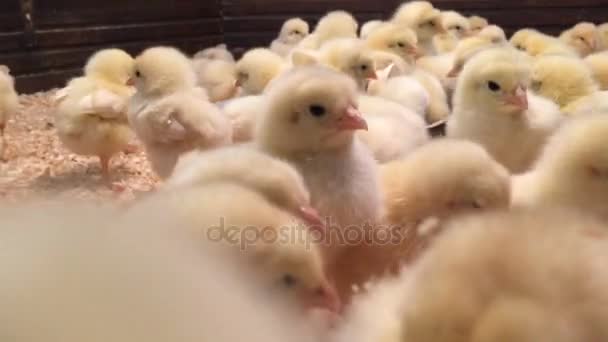 Νεογέννητο κοτόπουλο περπατώντας μέσα από τη φωλιά. Κοτόπουλα ρίξτε μια αυτοπορτρέτα και τιτίβισμα — Αρχείο Βίντεο