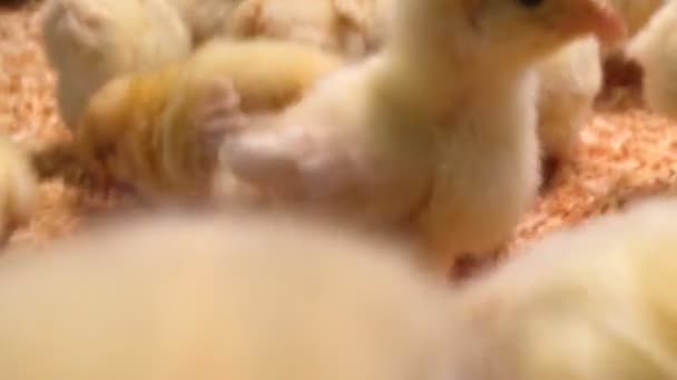 Cute little chickens in the petting zoo. Lot of alive chickens in the zoo chirping — Stock Video