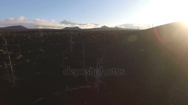 Bosque después de una erupción volcánica. Bosque quemado. La lava del volcán. Kamchatka. — Vídeos de Stock