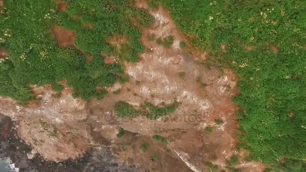 Vista aerea. Eccellente volo in aria. Gabbiani che volano sul fondo. Copter Volare su una scogliera . — Video Stock