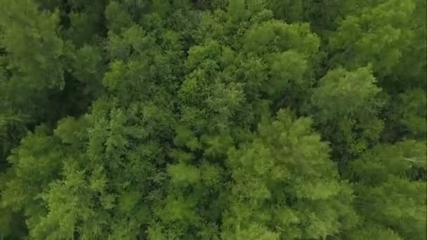 Drohne über dem nordeuropäischen Wald abgeschossen. — Stockvideo