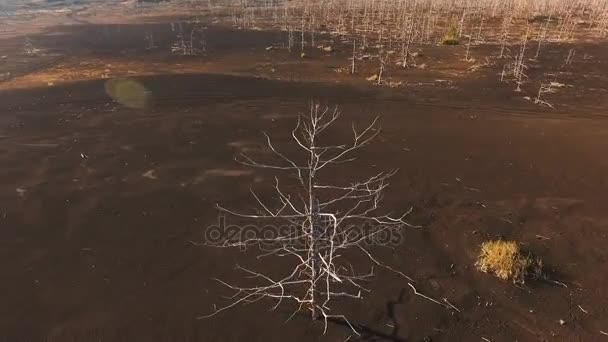 Вид з повітря. Літає навколо дерева. Самотнє дерево в тундрі — стокове відео