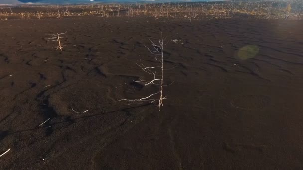 Flygfoto. Flygande runt trädet. Ensamt träd i tundra — Stockvideo