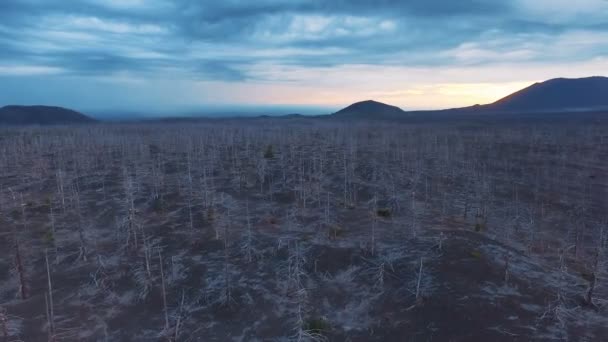 Політ над спаленим лісом в тундрі — стокове відео