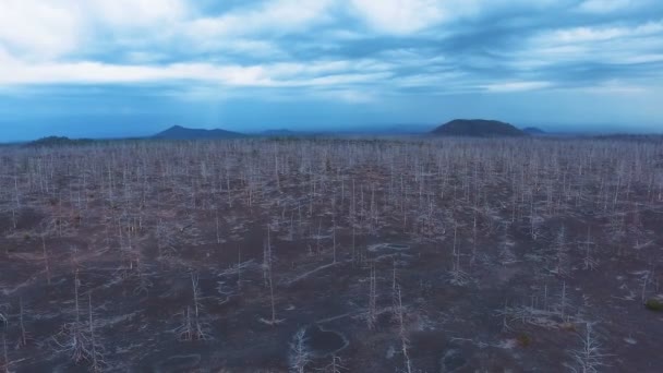 Une photo aérienne intéressante de survoler des forêts brûlées sur un flanc de montagne . — Video