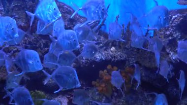 Güzel balık yavaş yavaş içinde belgili tanımlık akvaryum yüzme. 4k arka planda. Birçok balık Selene vomer