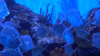 Ağır çekim çekim balık ve sualtı dünyasını. En güzel yırtıcı balık akvaryum