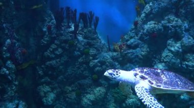 Güzel bir kaplumbağa yavaş çekimde yüzüyor. Güzel sualtı dünyasını. Ekran koruyucu ve arka plan.