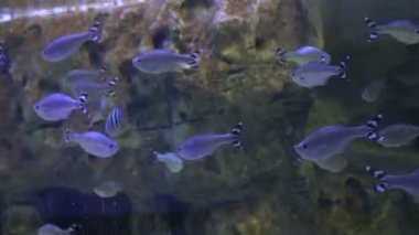 Birçok balık içinde belgili tanımlık akvaryum yüzme. Kuhlia mugil - çubuklu flagtail balık. Rusya'da Oceanarium.