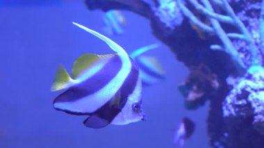 Çok güzel çizgili balık içinde belgili tanımlık akvaryum. Sarı Şahin ile bir balık. Heniochus acuminatus
