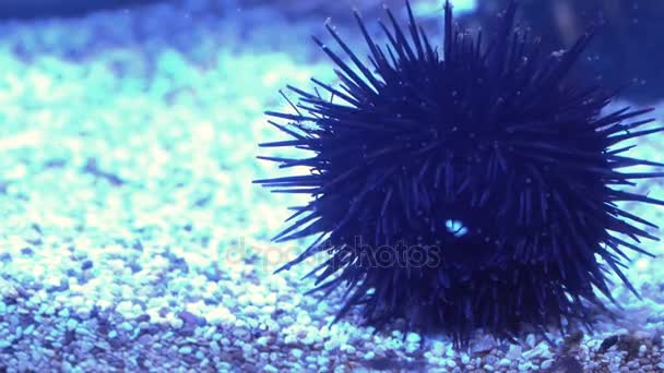 Sea urchin and children of sea urchin. Wonderful underwater world 4K. Sea and Ocean life. — Stock Video