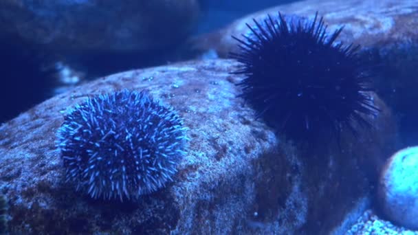 Seeigel im Aquarium. Ozeanarium mit seltenen Meereslebewesen. — Stockvideo