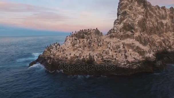 Vista aérea. Volando sobre el acantilado hacia el mar. Un montón de pájaros en una roca en el mar . — Vídeos de Stock