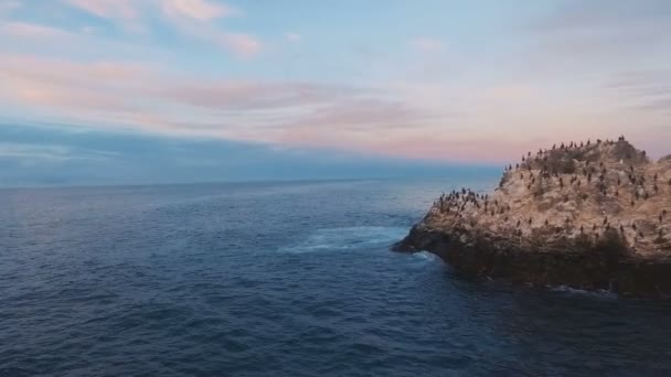 Flygfoto. Flygande över klippan i havet. En hel del fåglar på en sten i havet. — Stockvideo