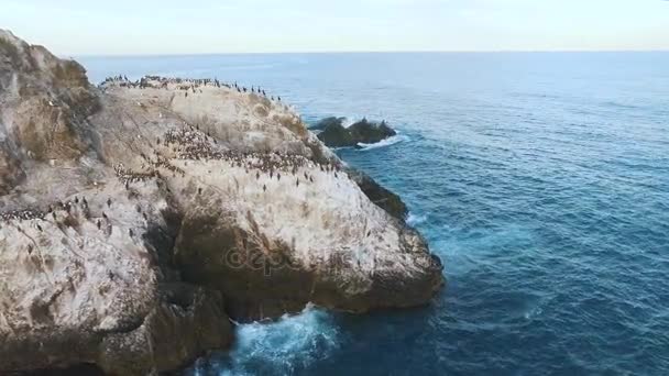 Летит над скалой в море. Птицы на скале в море. Остров с птицами в океане — стоковое видео