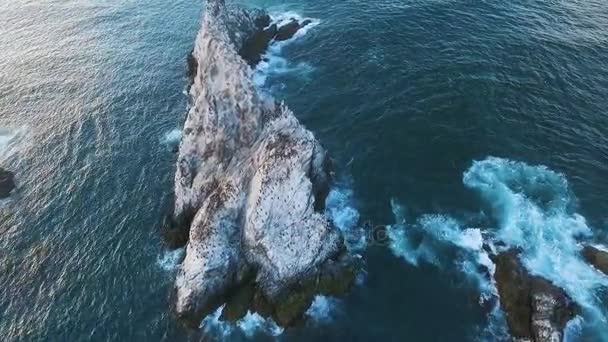 Flying over the cliff into the sea. Birds on a rock in the sea. Island with birds in the ocean — Stock Video