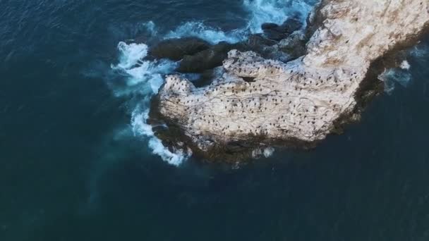 Vliegen over de rots in de zee. Vogels op een rots in de zee. Eiland met vogels in de Oceaan — Stockvideo
