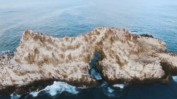 Flying over the cliff into the sea. Birds on a rock in the sea. Island with birds in the ocean — Stock Video