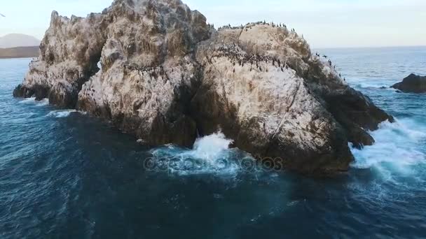 Flygande över klippan i havet. Fåglar på en sten i havet. Ön med fåglar i havet — Stockvideo