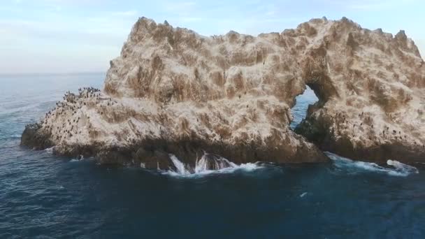 海に崖から飛んでいます。海の岩の上の鳥。海鳥の島 — ストック動画